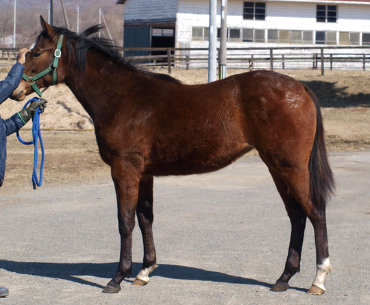 トーセントルマリン25