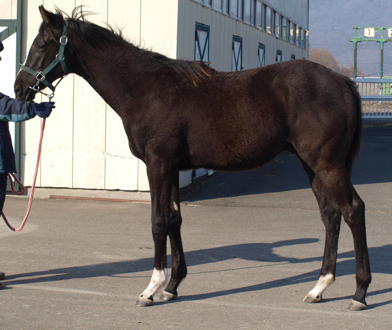 ピンクノミーナ25