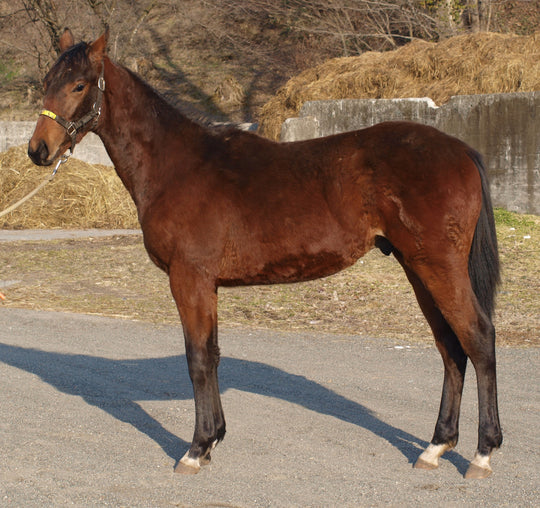 ハイフィールド25