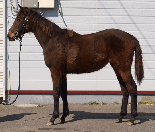 キョウワセロトーレ25