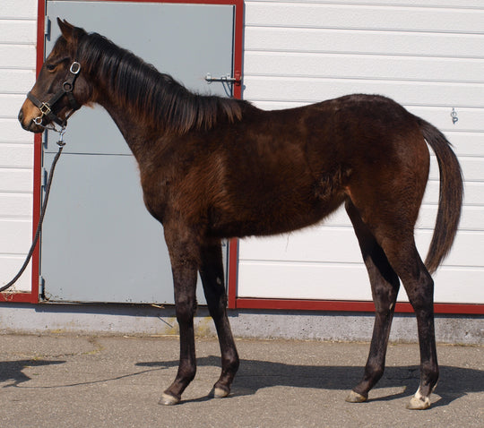 ミラクルステイ25