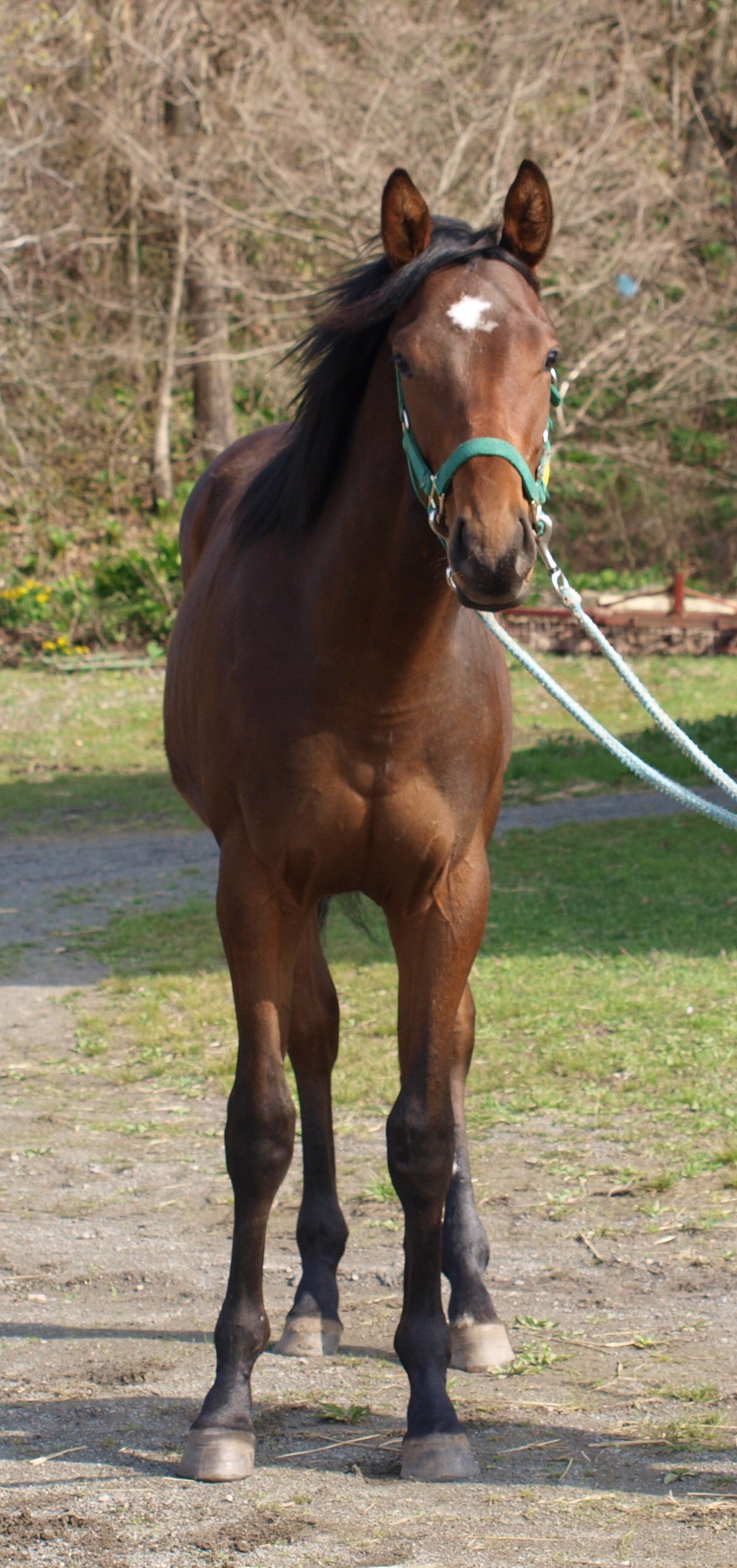 ダークアイリス25