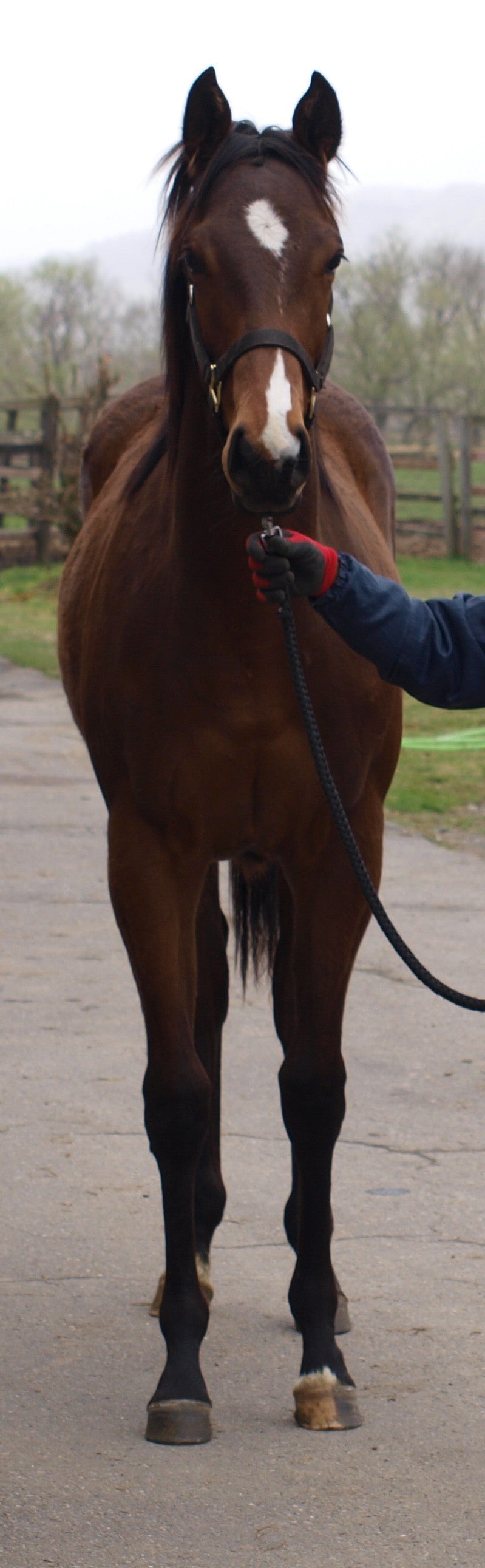 ウォンビーロング25