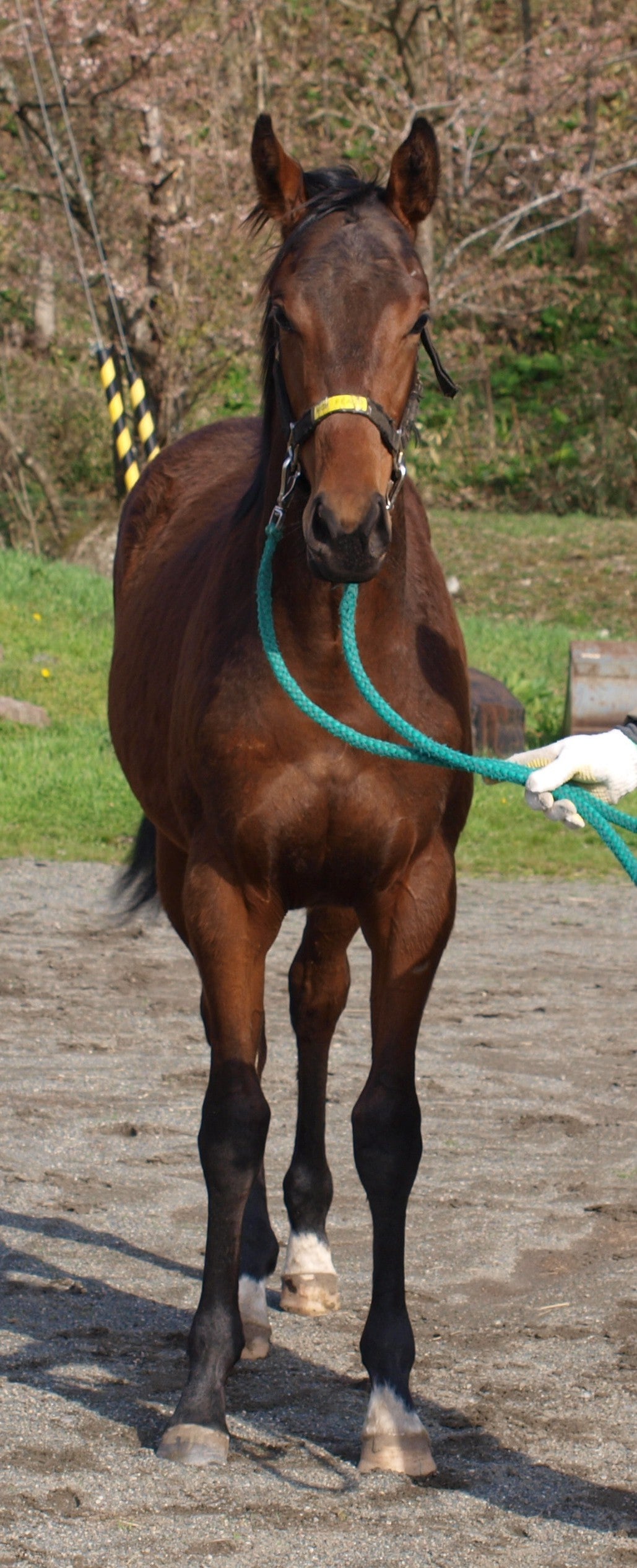 ハイフィールド25