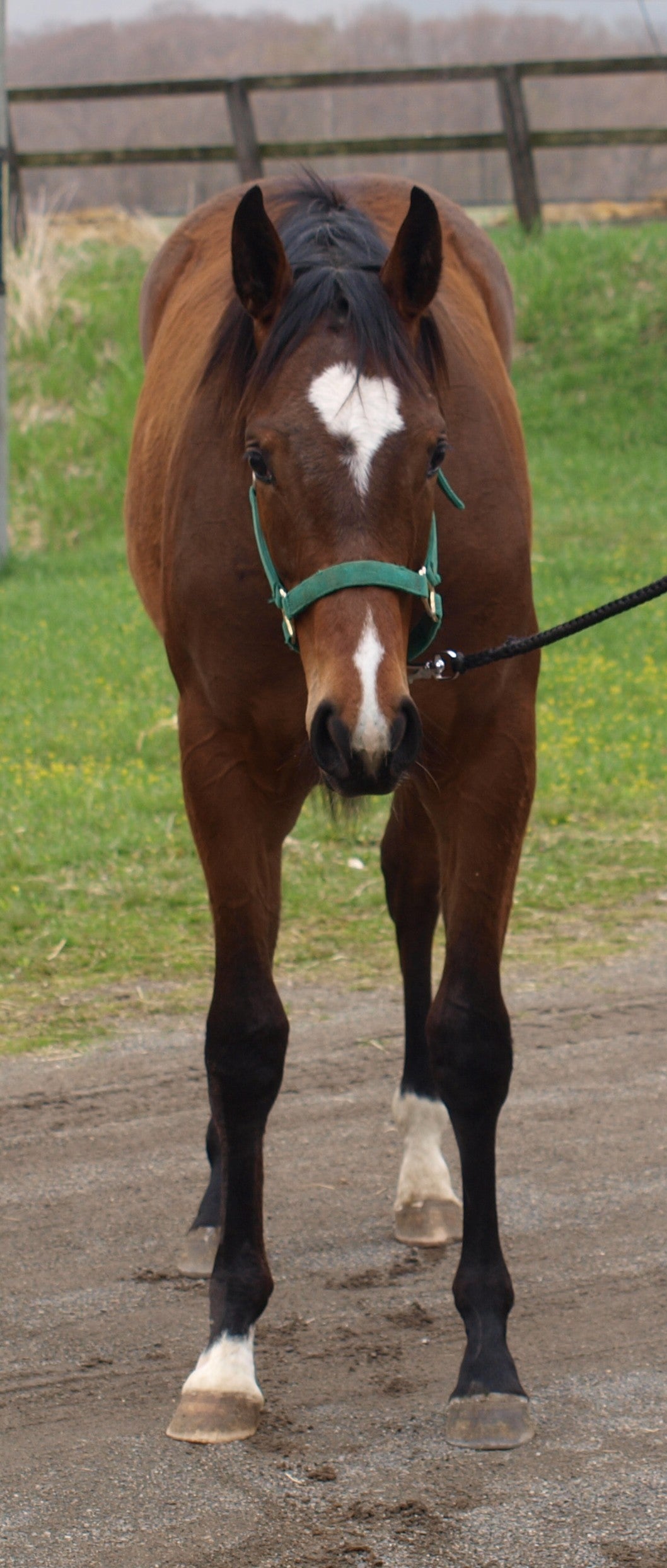 トーセントルマリン25