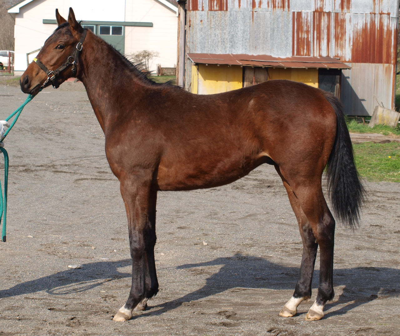 ハイフィールド25