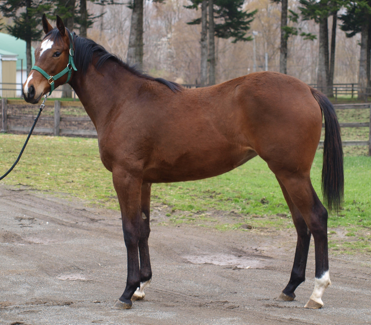 トーセントルマリン25