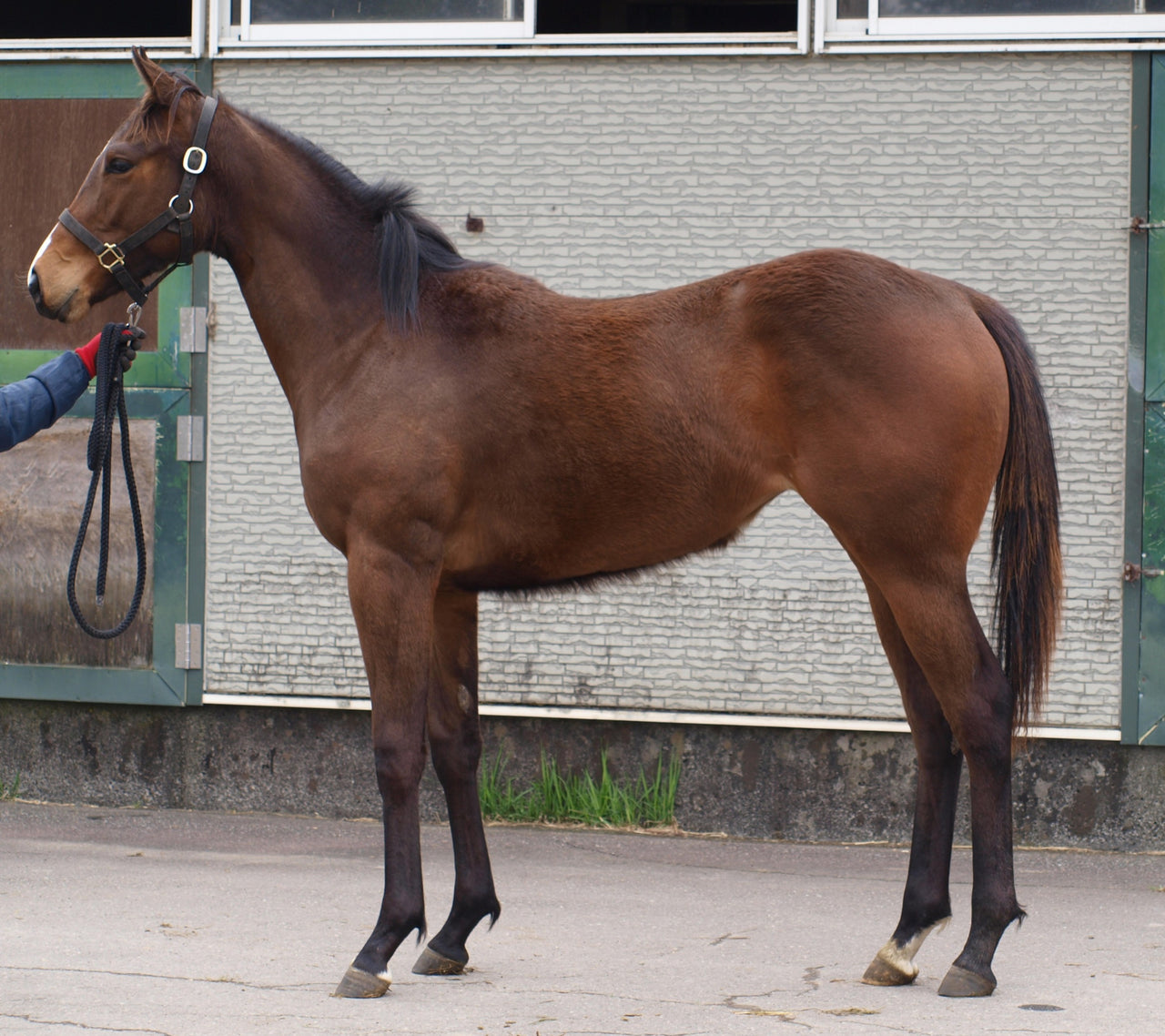 ウォンビーロング25