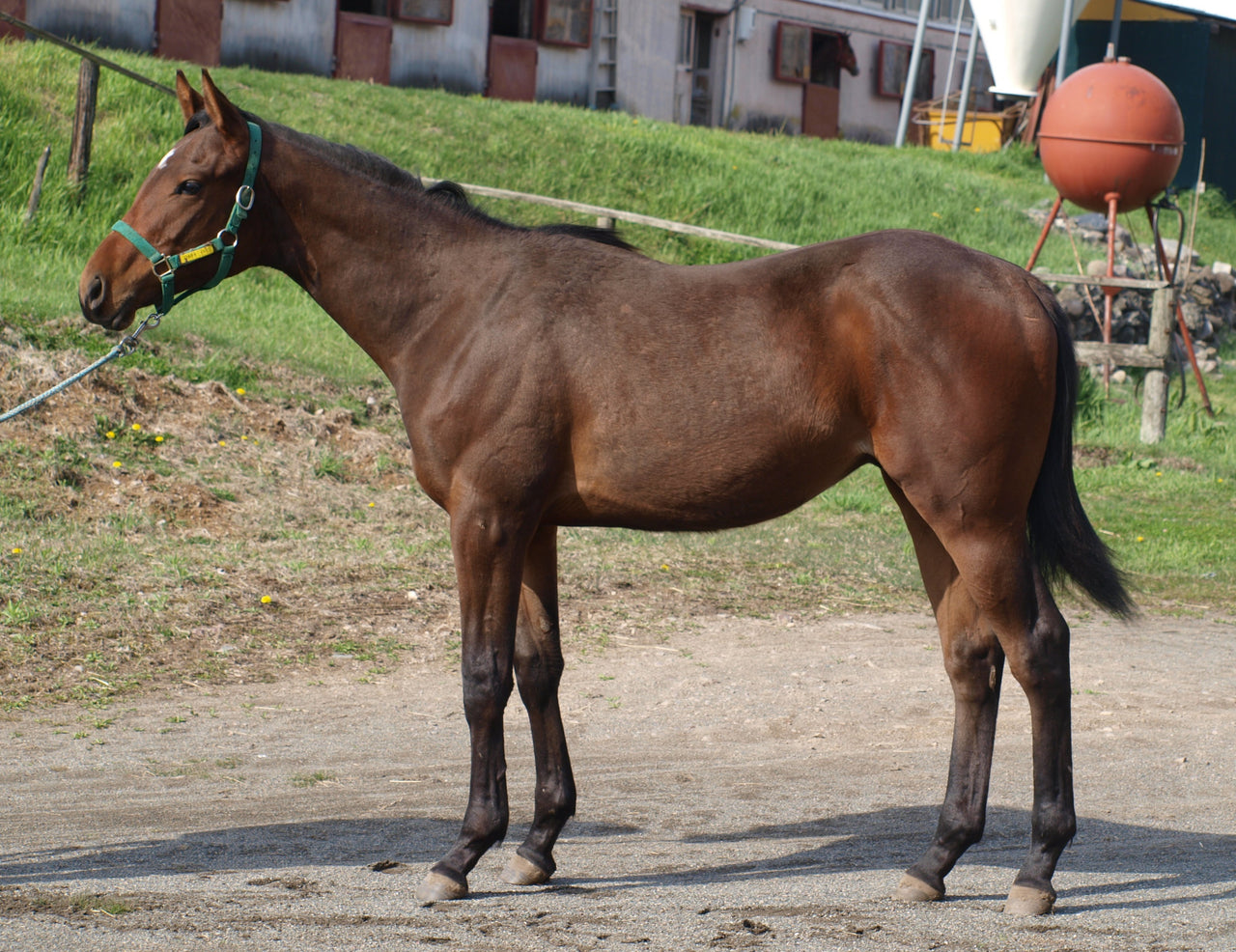 ダークアイリス25