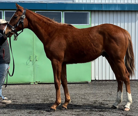 ゴットパシオン22