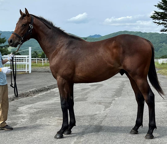 ミヤビグローリー22