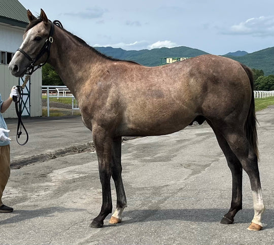 ピンクノミーナ22