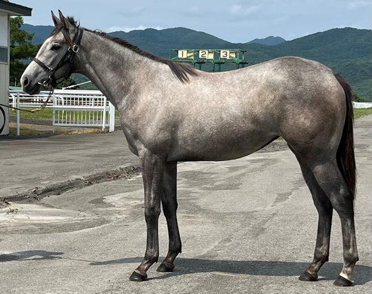 グローバルフェイム22