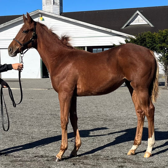 スフィンクス23