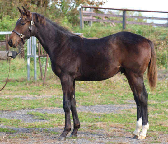 インダルジミー23