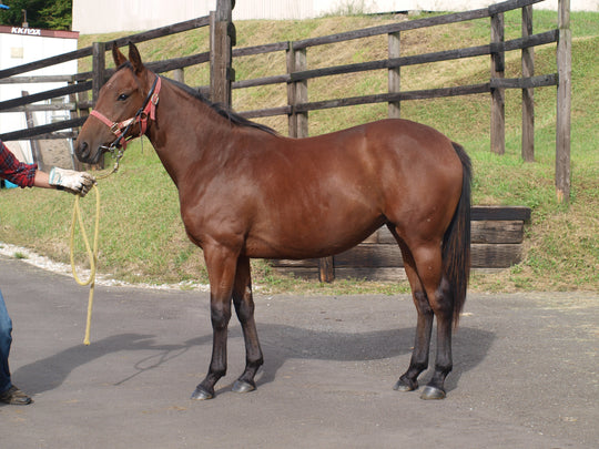 アズマガール24