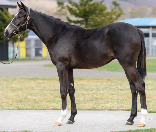 クイーンズフェーバー22