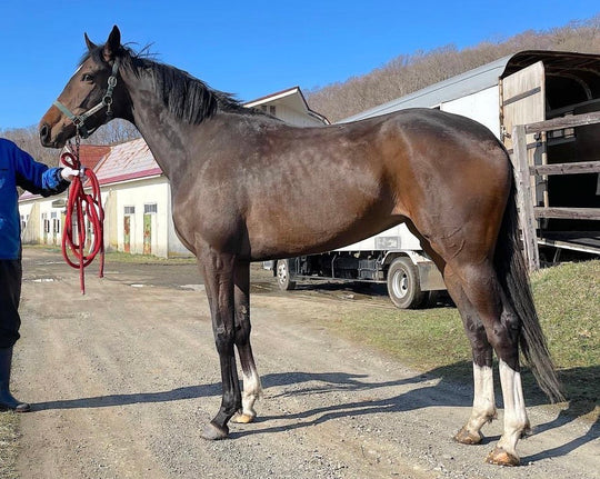 ママテイオーノユメ