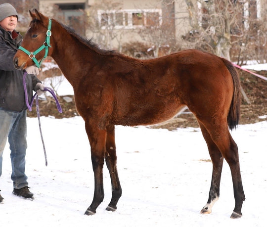 レイクポンチャトレイン24