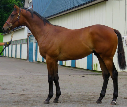 マーティンオート21