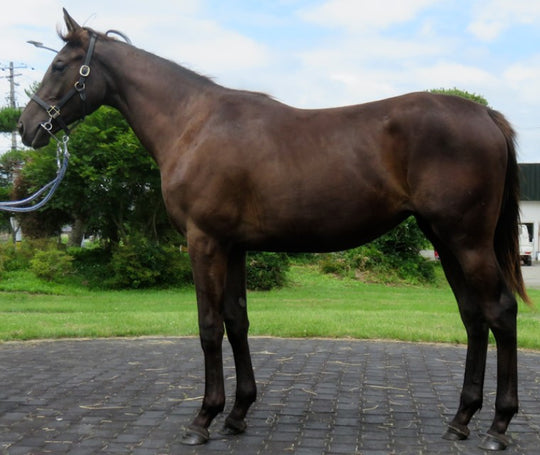 ムーンフライト21