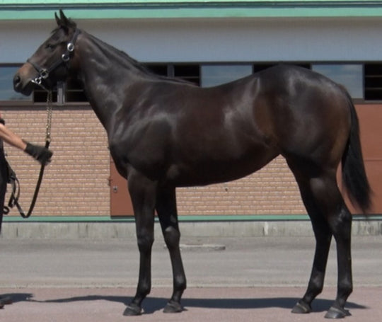 ディープデザイア21