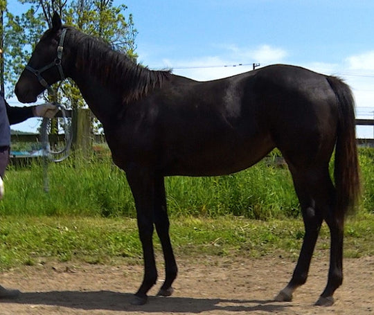 ティアドロップス21