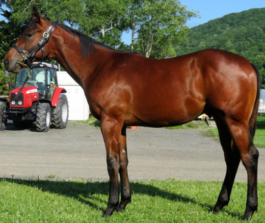 レディストレイツ21