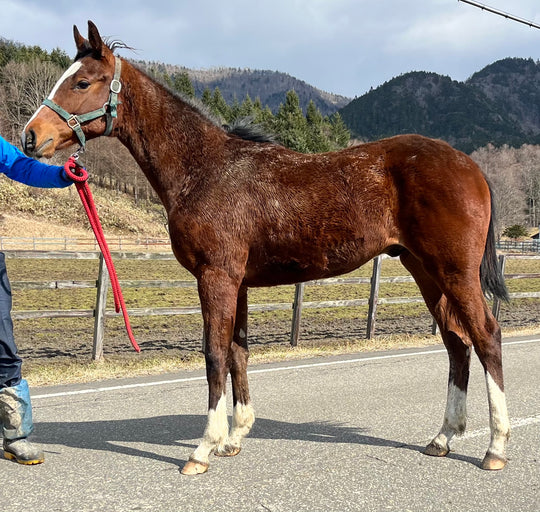 トップギャル22