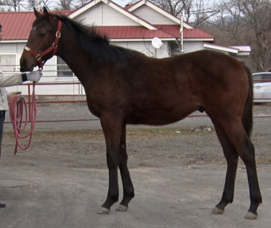 フィールザライト22