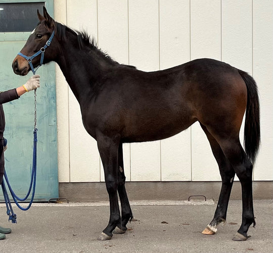 ラインキャメロン22