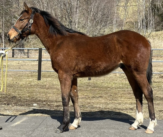 アズマガール22