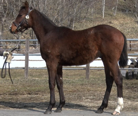 アズマガール21