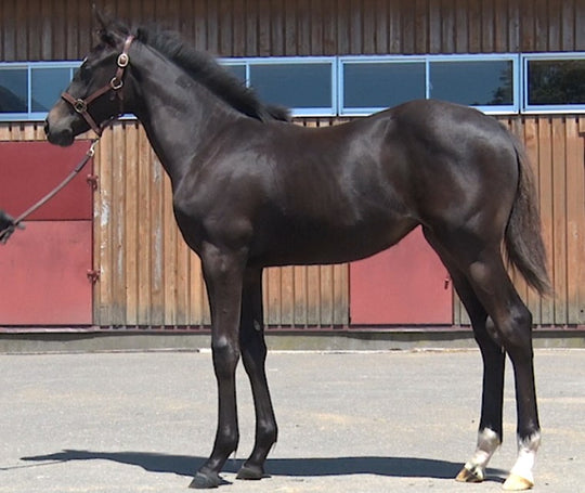 アドマイヤエバート21