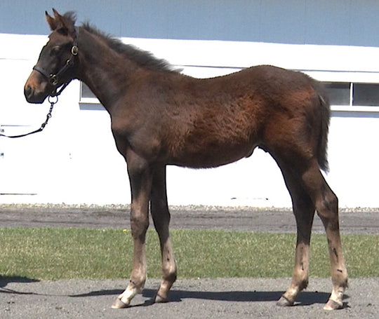 クローバーナイト21