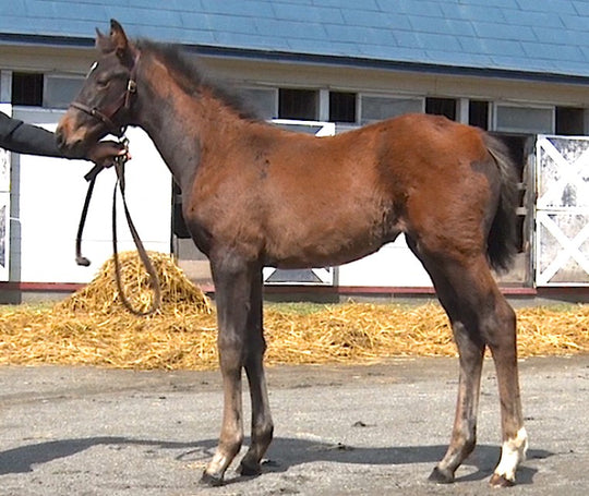 フラワーハート21