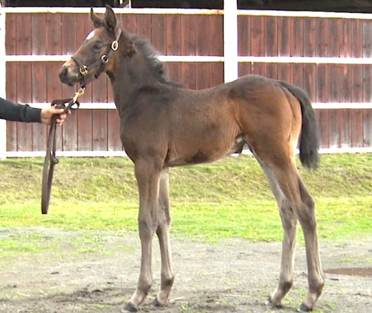 フェアリーバニヤン21