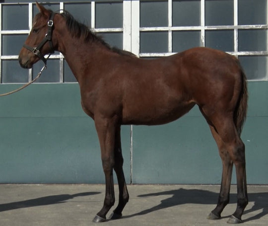 レディハピネス21