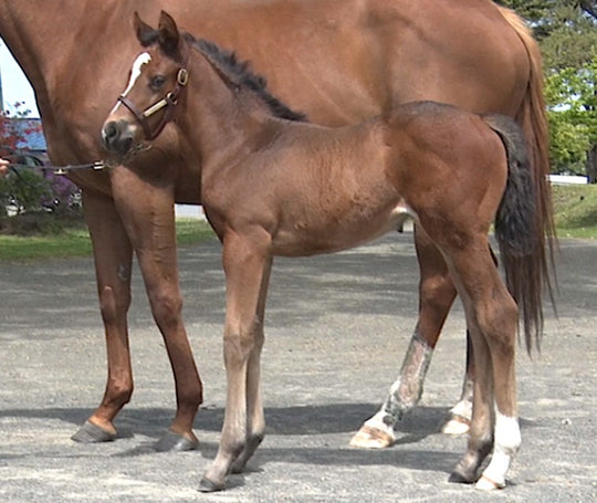 ハーズシャドウ21