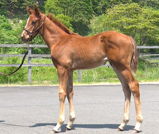 ストリートキャット21