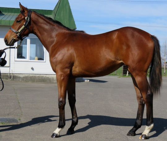 ドバウィディエティ21