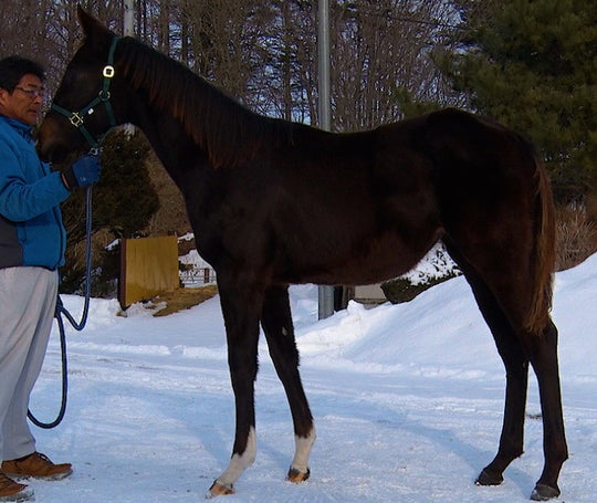 スパニッシュソウル21