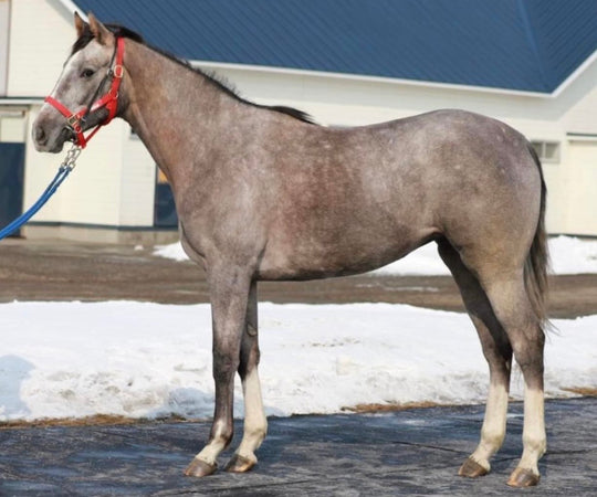 ピッチニーニ20