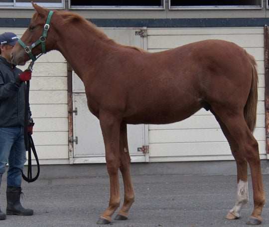 ペイパーチェイン21