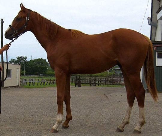 ミヤビソーダライト21