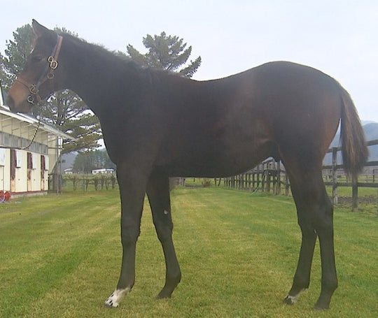 オースミミズホ21