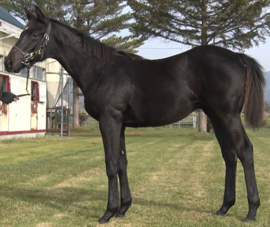 アースラブーム21（葵）