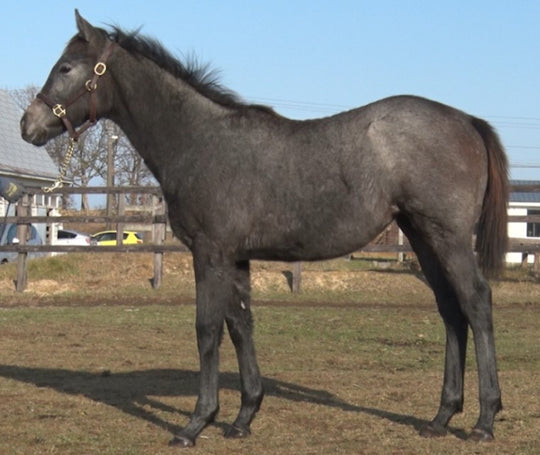 ハイヨーシルバー21