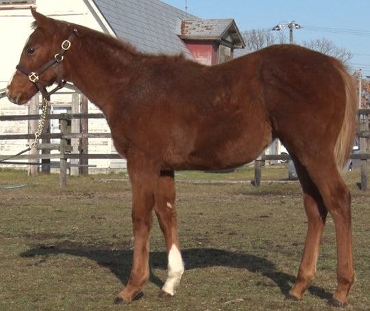 フサイチミライ21