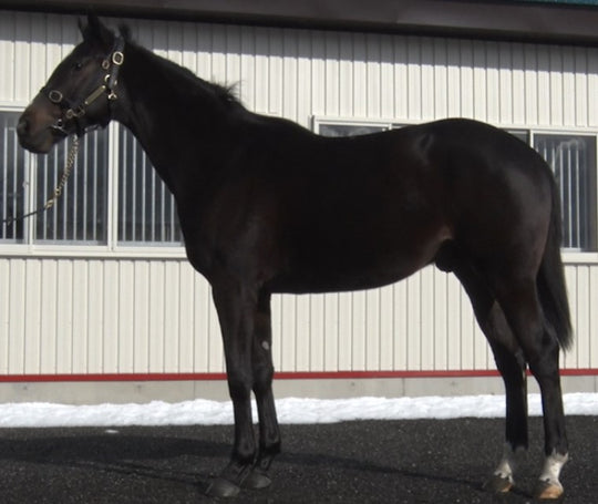 スプリングアウェク20